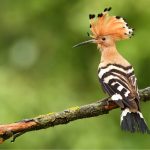 Birds in the Quran: The Hoopoe