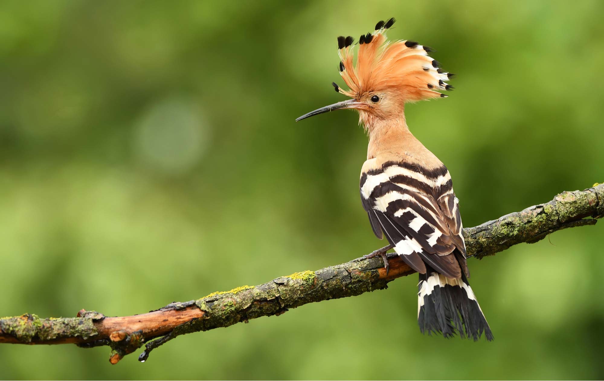 Birds in the Quran: The Hoopoe | About Islam