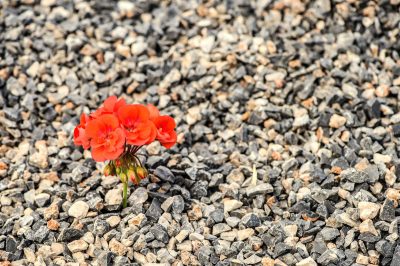 Closeup of red flower growing up from the gravel