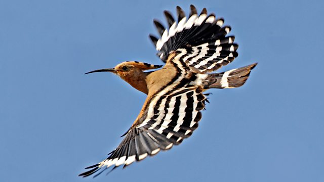 Birds in the Quran: The Hoopoe - About Islam