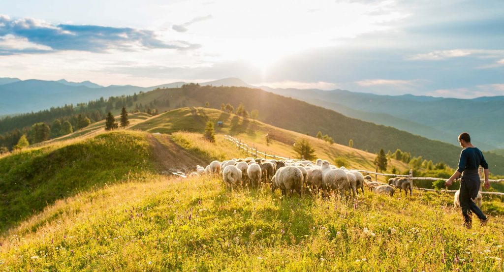 Sacrifier Un Mouton Pour L'Aïd: Obligatoire?