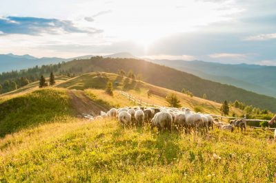 Sacrifier Un Mouton Pour L'Aïd: Obligatoire?