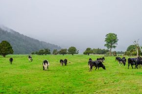 cows