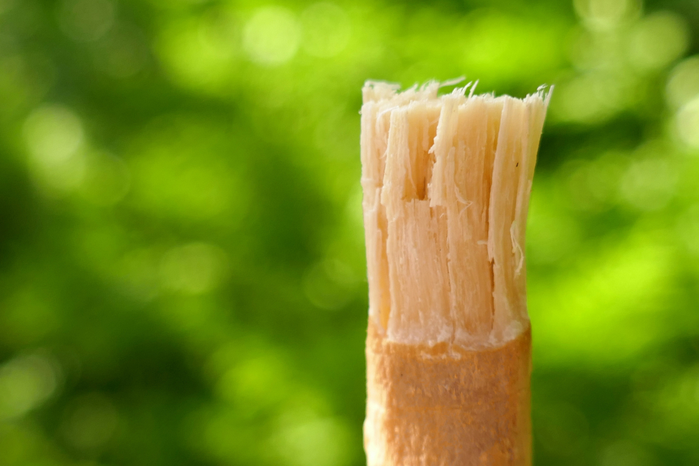 Dental Health and Miswak - About Islam