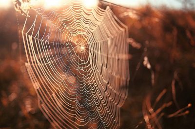 Is The Story of the Spider's Web in Ghar Thawr Authentic