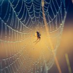 The Prophet & the Spider –The Story of Hijrah