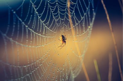 The Prophet & the Spider –The Story of Hijrah