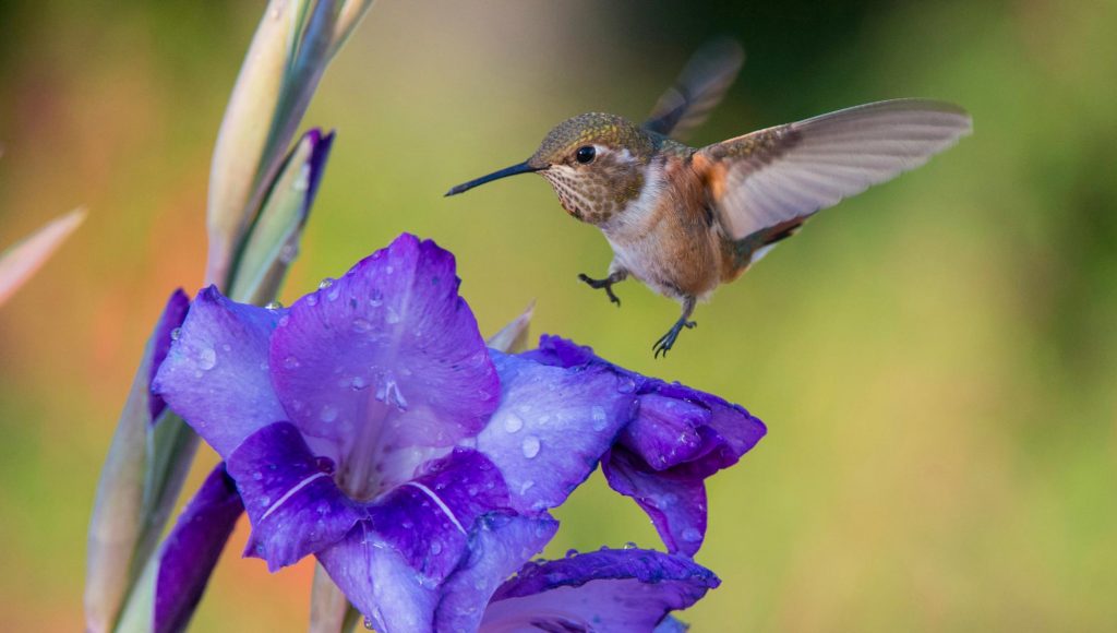 Some local bird seed, the right flowers or an offering of fresh water will bring some lovely creatures to your garden.
