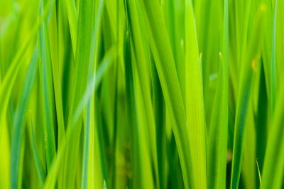 bright green grass growing in spring