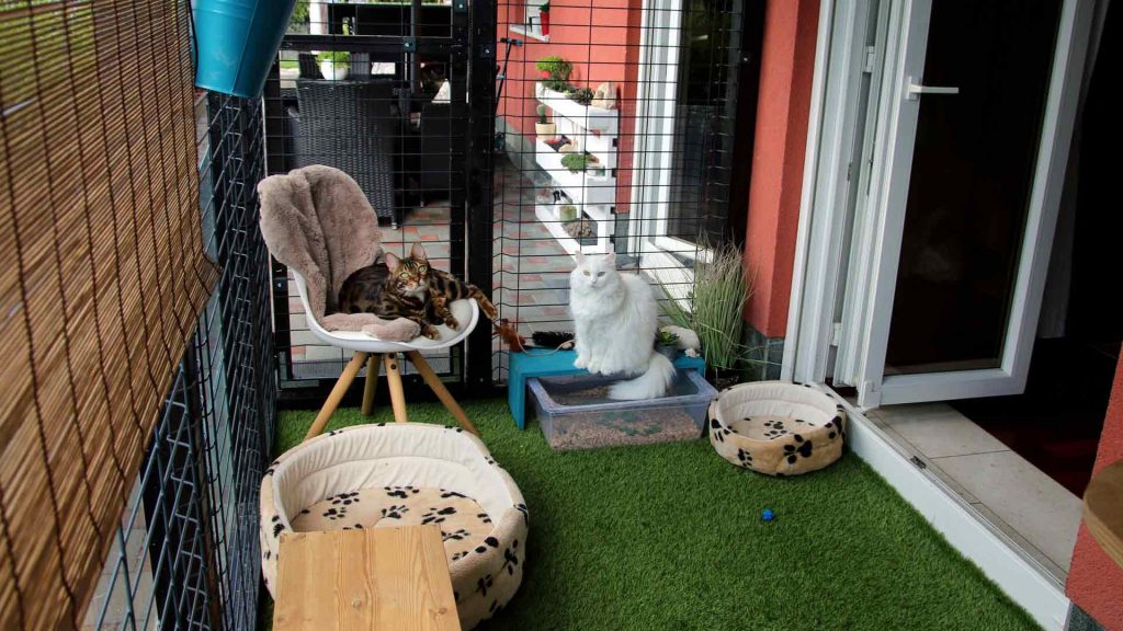 Can Muslims Have Pets?