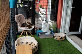 Can Muslims Have Pets?