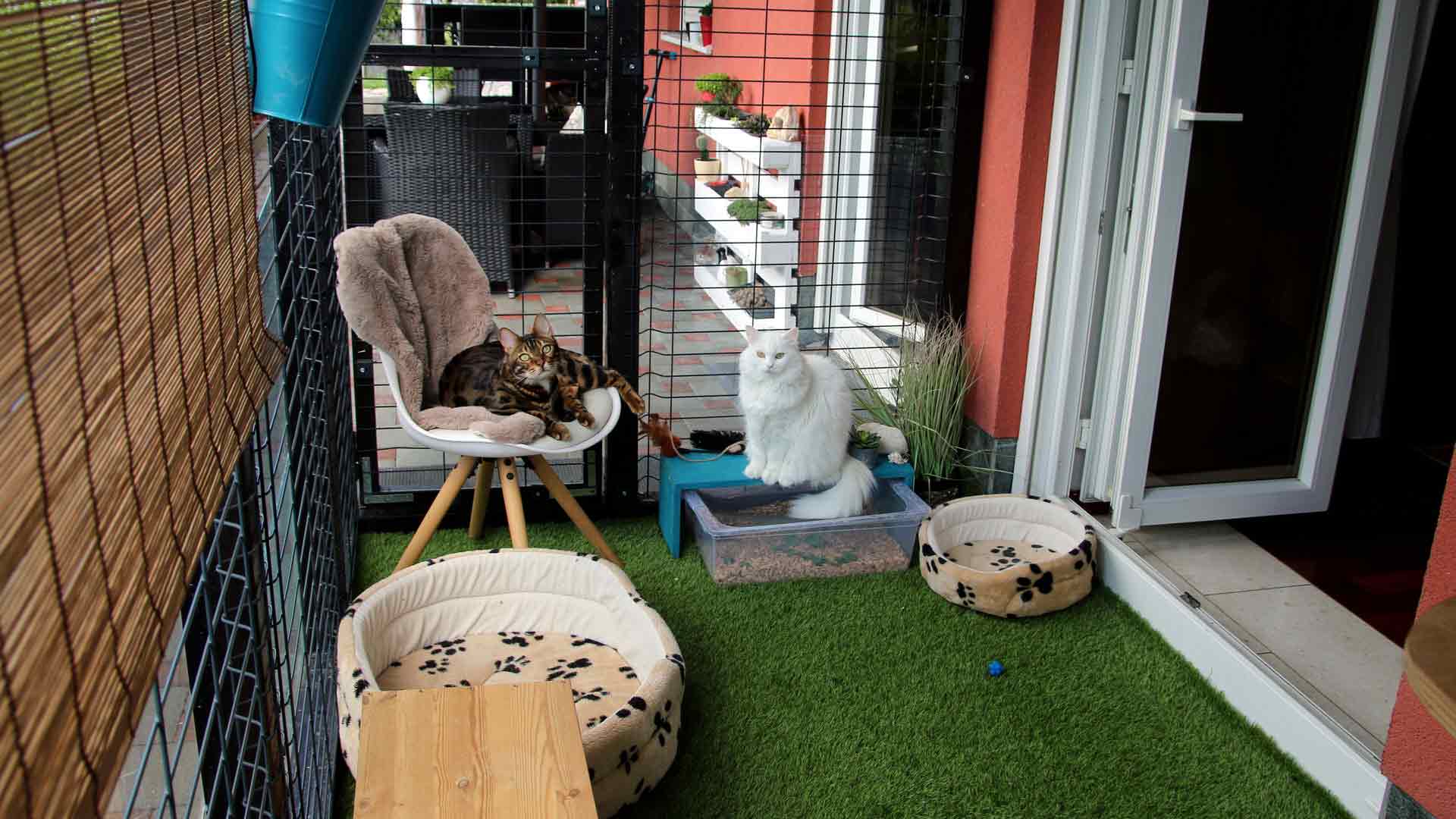 Is Keeping Animals as Pets Allowed in Islam? About Islam