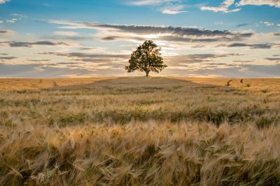 "No hay divinidad excepto Dios" es el caudal principal de la creencia. El árbol cuyas raíces raíces son firmes y cuyas ramas están en el cielo.