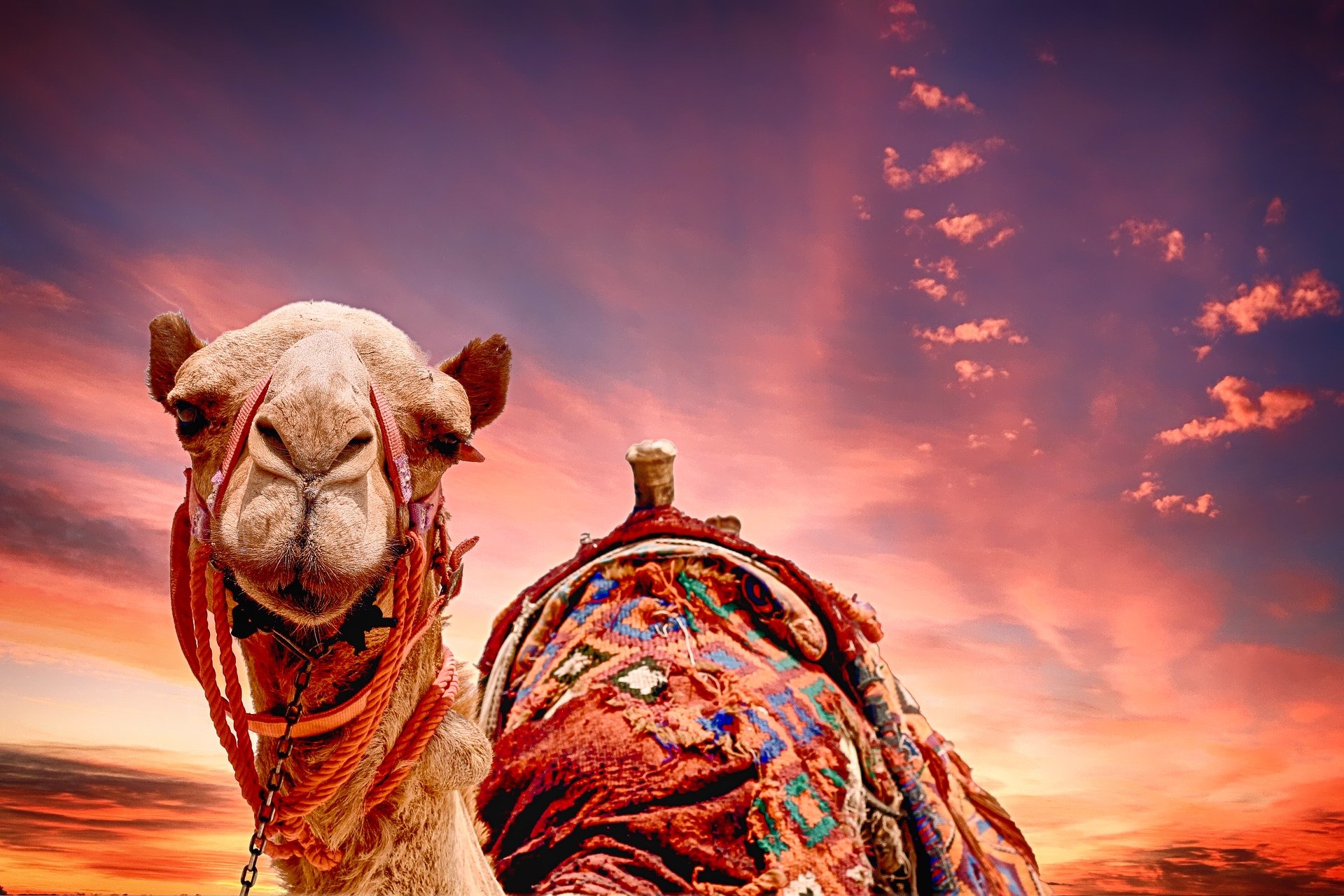 The Lesson behind Tie Your Camel | About Islam