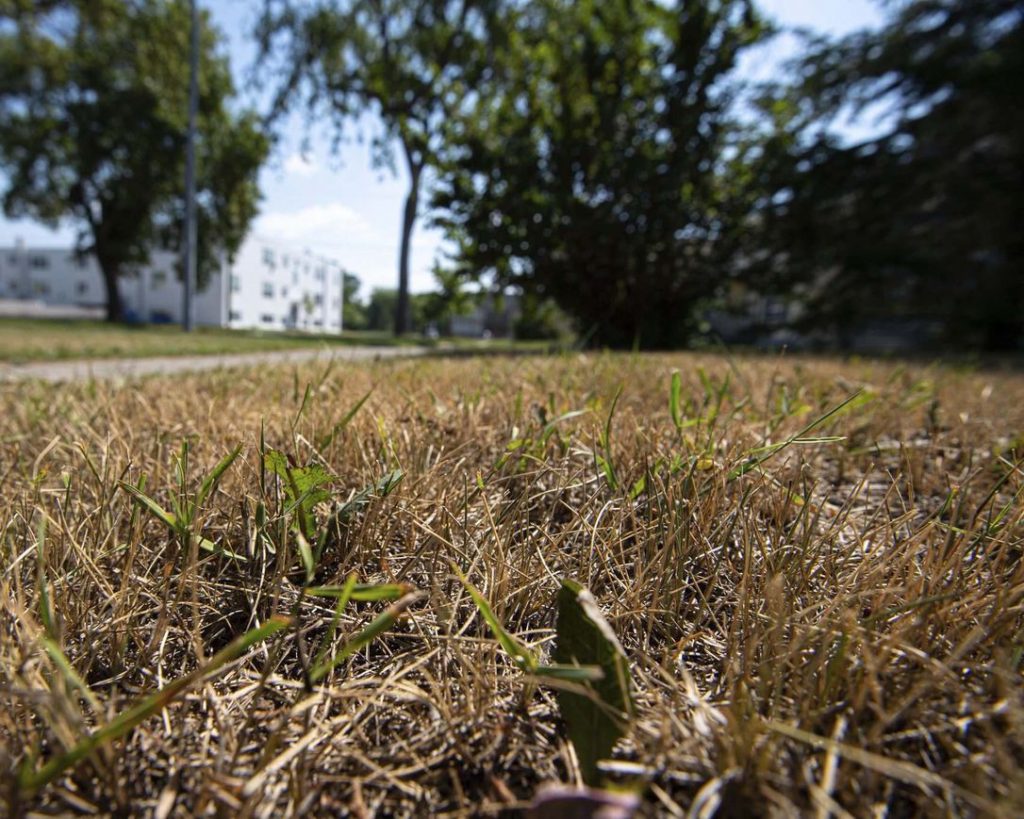 The warm, dry summer weather this year has been causing all kinds of environmental detriments all over the province with issues varying in severity from dry grass, to major forest fires. (Mike Sudoma / Winnipeg Free Press)