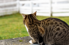 Can Muslims Keep Cats?