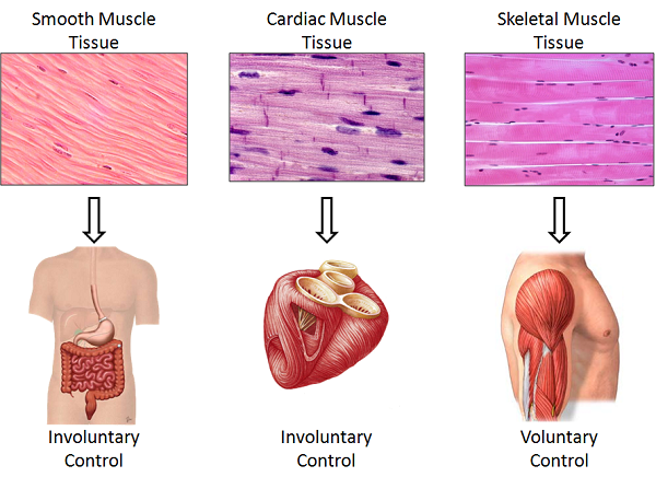 Muscle Types in Humans