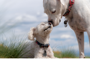 two dogs-Are Dogs Impure?