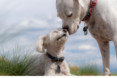 two dogs-Are Dogs Impure?