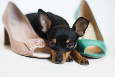 dog with shoes -What to Do If a Dog Smells Your Shoes
