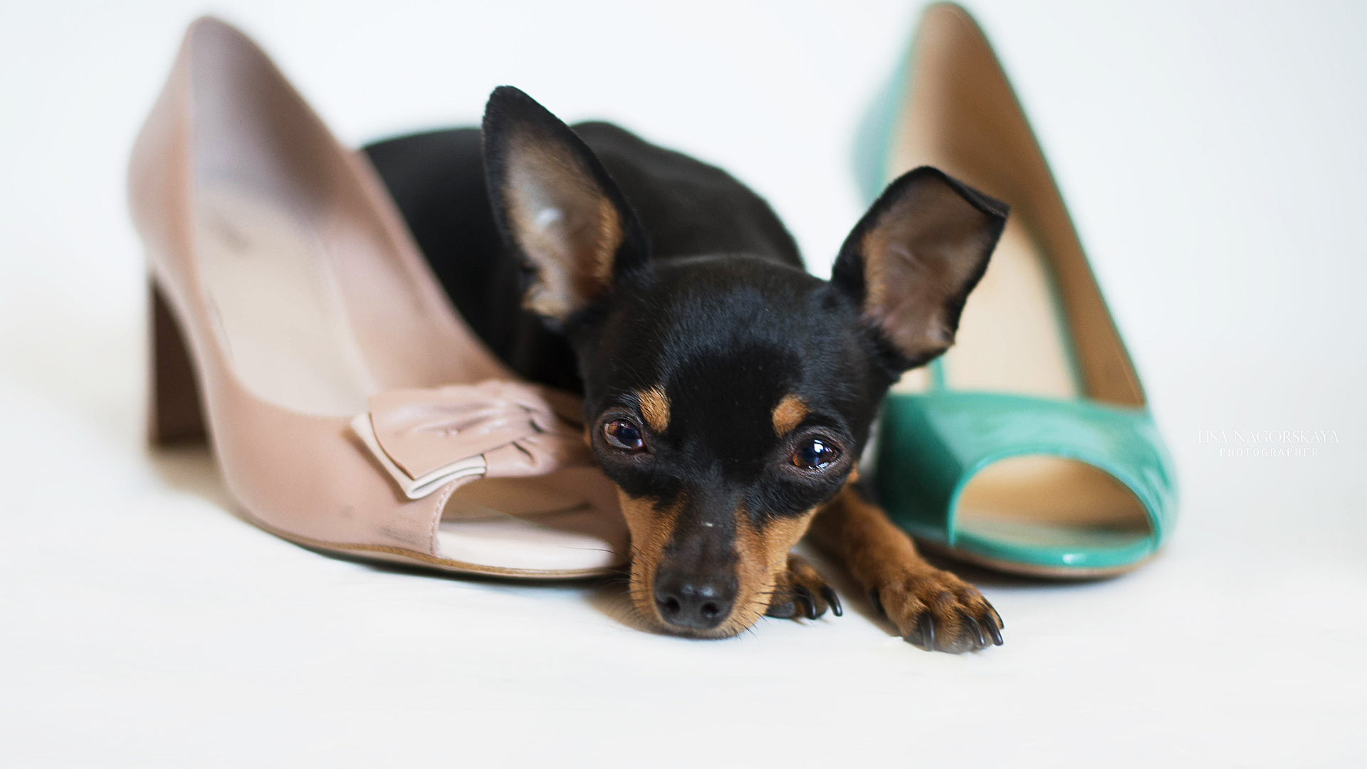 What to Do If a Dog Smells Your Shoes About Islam
