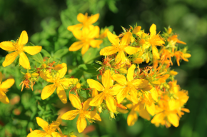 st-john-s-wort-Is It Halal to Take St John's Wort?