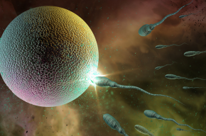 sperm-and-egg-Is Cryopreservation of Embryos or Sperm Allowed in Islam?
