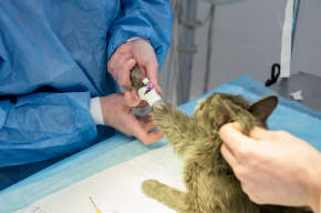 veterinary surgeon is preparing cat for neutering surgery-Is Neutering a Cat Haram?