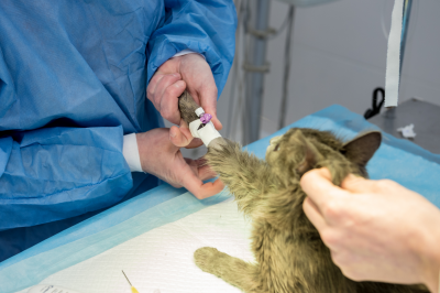 veterinary surgeon is preparing car for neutering surgery-