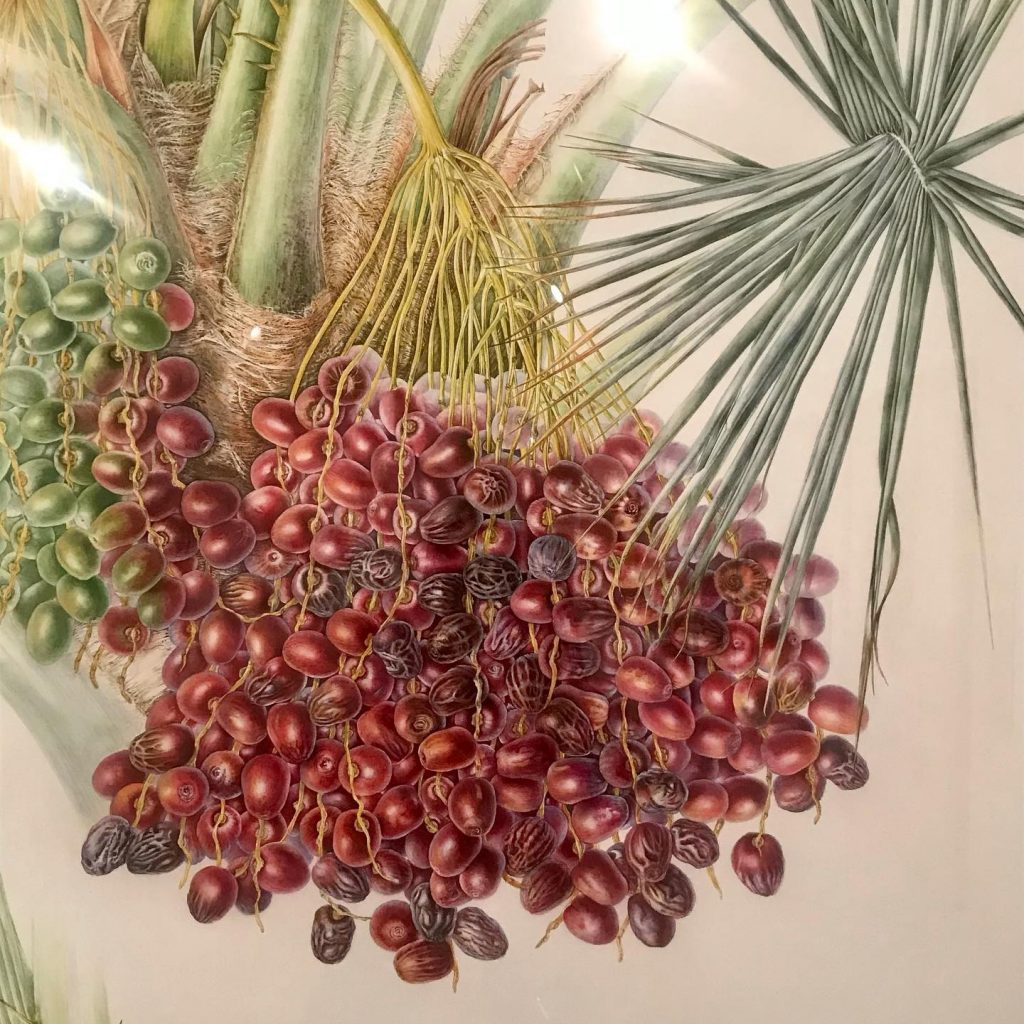 Source: Craif Lidgwerwood - Planst of the Quran by Sue Wickison