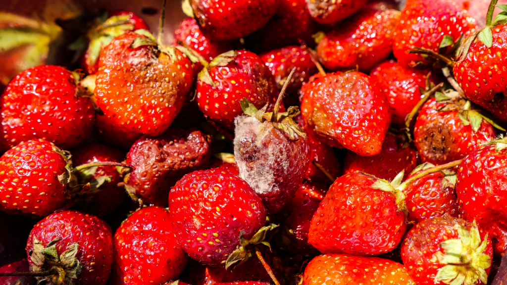 Rotten strawberry -Is It Halal to Sell Expired Foods?