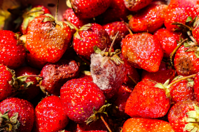Rotten strawberry -Is It Halal to Sell Expired Foods?