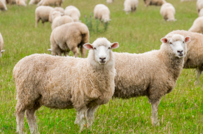 sheep gazing in farm-What Are the Conditions of Udhiyah?