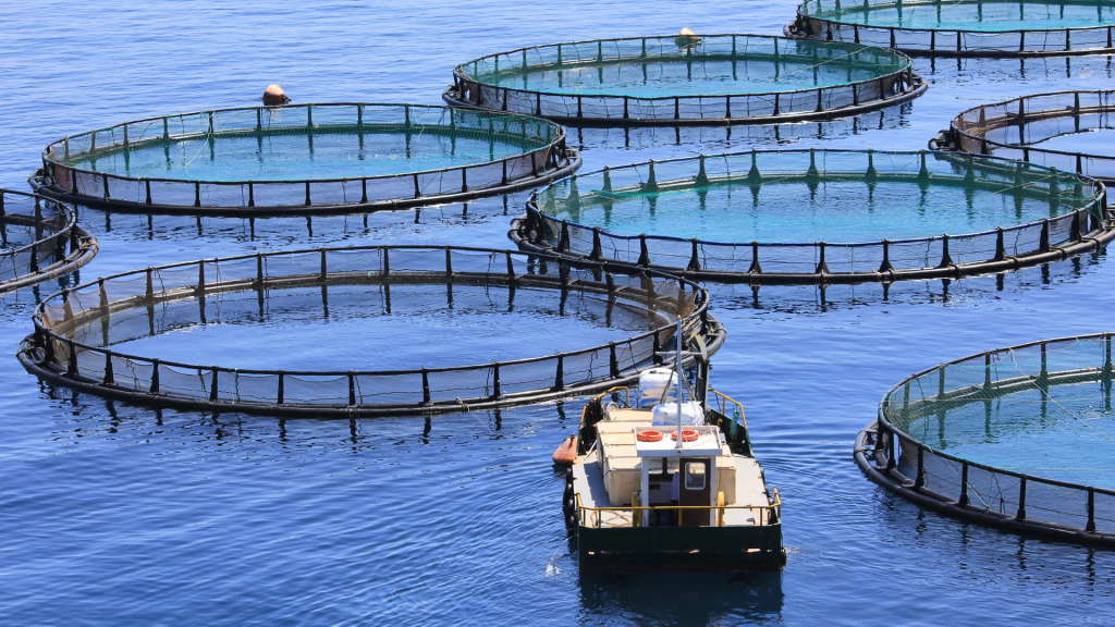 fish farm-Is Biofloc Fish Farming Permissible in Islam?