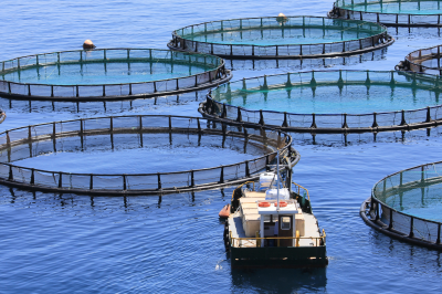 fish farm-Is Biofloc Fish Farming Permissible in Islam?