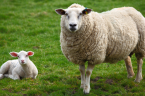 sheep and lamb-Why Two Sheep for a Boy and One for a Girl in Aqeeqah?