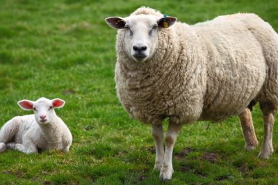 sheep and lamb-Why Two Sheep for a Boy and One for a Girl in Aqeeqah?