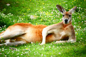 red kangaroo-Can Muslims Eat Kangaroo Meat?