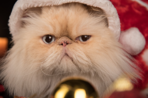 a cat with santa hat
