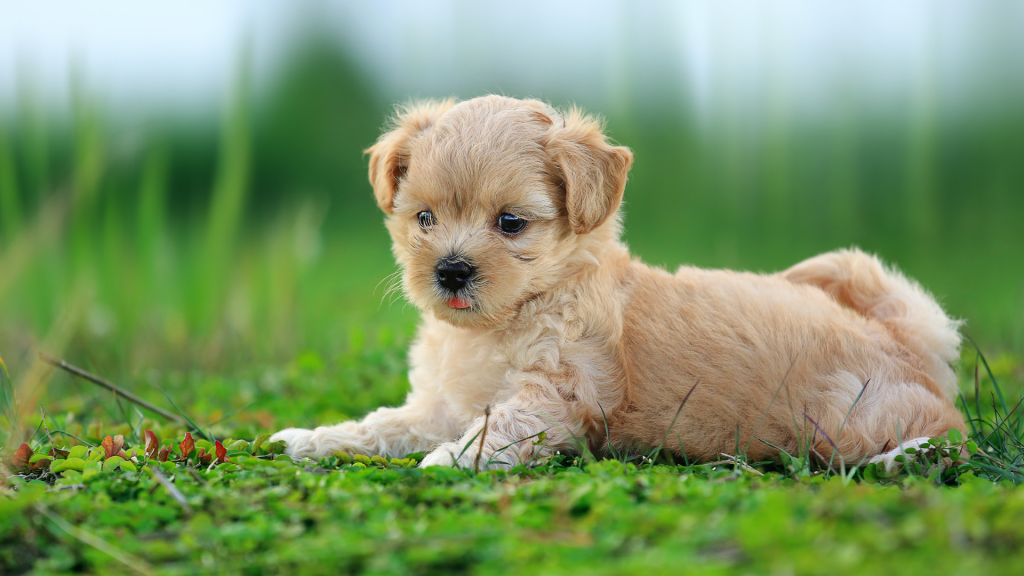 cute dog-How to Understand Hadiths That Seem Harsh